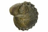 Wide Enrolled Morocops Trilobite - Morocco #323231-1